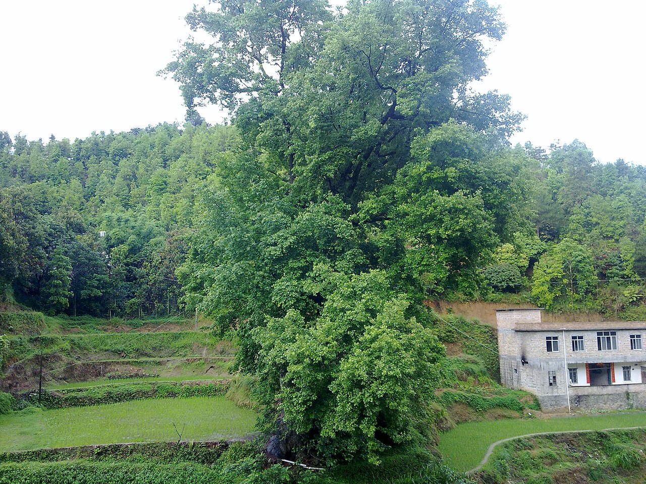 Guiping