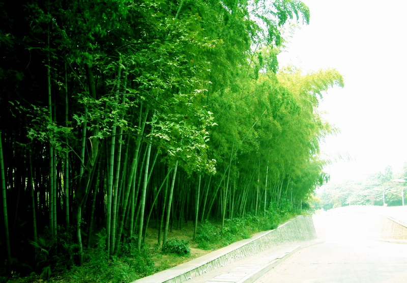 Huazhong Agricultural University