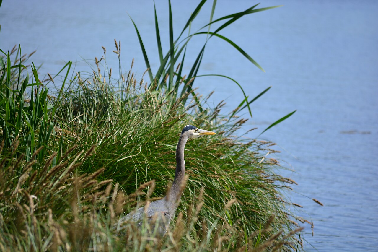 Great Bay University
