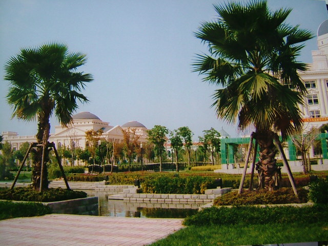 جامعة شنغهاي للدراسات الدولية