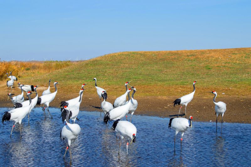 Zhalong Nature Reserve