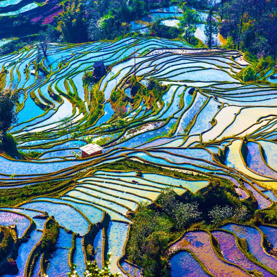 Yuanyang Rice Terraces