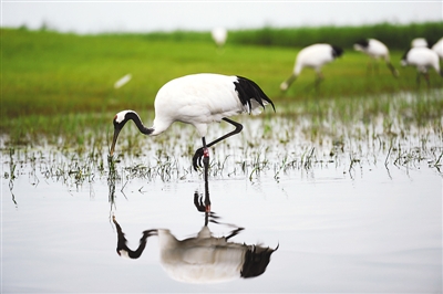 Zhalong Nature Reserve