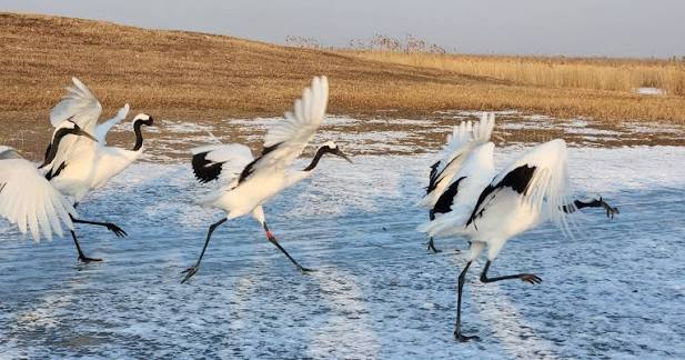 Zhalong Nature Reserve