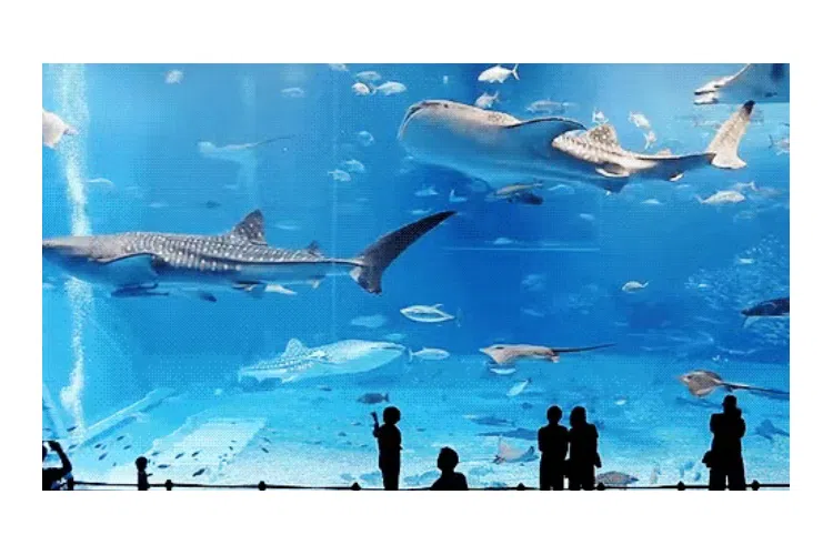 Chimelong Ocean Kingdom