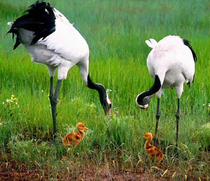 Zhalong Nature Reserve